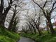 舞鶴公園桜のライトアップの写真2