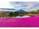 富士芝桜まつりの写真3