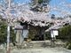 桃林寺の桜の写真2