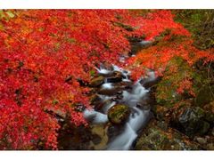 花園渓谷の紅葉の写真1