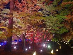 紅葉見ナイト ～光と森のStory～の写真1