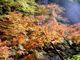 中津峡の紅葉の写真2