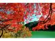 名栗湖の紅葉の写真2