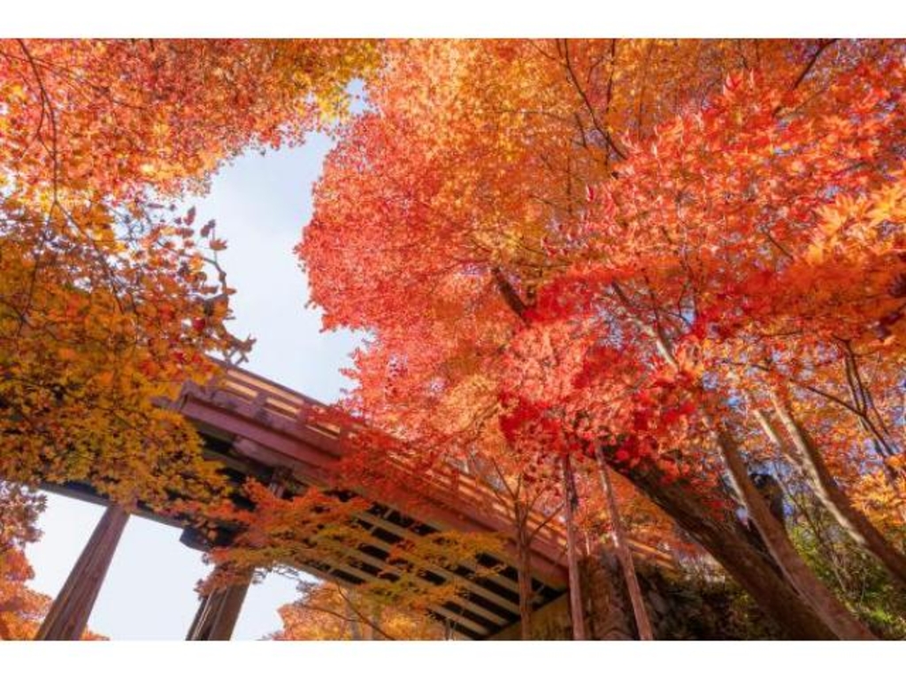 高遠城址公園の紅葉】アクセス・イベント情報 - じゃらんnet