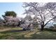 秋葉公園の桜の写真3