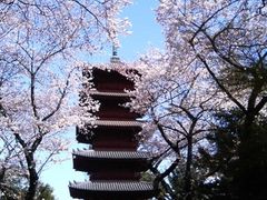 あきこさんの池上本門寺の桜への投稿写真1
