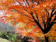 とっちゃんさんの県立四季の森公園への投稿写真1