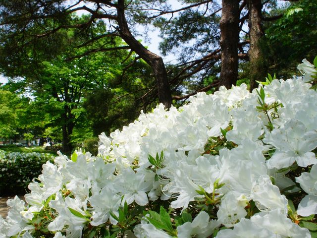 松ヶ池公園 白つつじ公園 アクセス 営業時間 料金情報 じゃらんnet