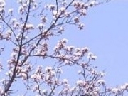 アクセルゼンカイさんの城山史跡公園の桜への投稿写真1