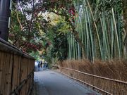 竹林の道の写真1