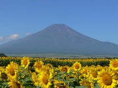 山中湖花の都公園