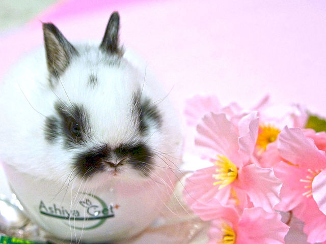 動物画像無料 ベスト50 可愛い ウサギ の 書き方