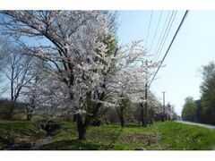明治百年記念造園地の桜の写真1