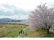 こだま千本桜の写真1