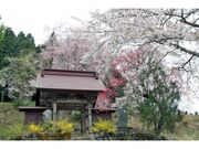 昌福寺のしだれ桜の写真1