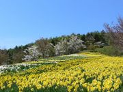 玉川公園の桜の写真1