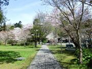 有珠善光寺自然公園の桜の写真1