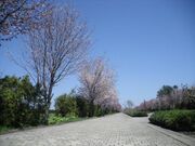 オホーツク・リラ街道「千本桜並木」の写真1