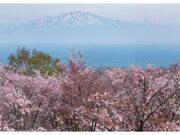 名勝・天都山の桜の写真1