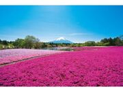 富士芝桜まつりの写真1