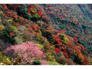 雲仙岳の紅葉の写真1