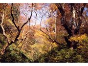 生杉ブナ原生林の紅葉の写真1