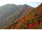 石見銀山の紅葉の写真1