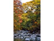 面河渓の紅葉の写真1