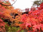 弥彦公園の紅葉の写真1