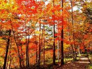八千穂高原自然園の紅葉の写真1