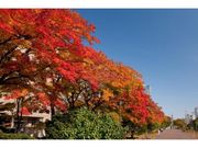 大通公園の紅葉の写真1