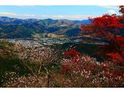 桜山公園の紅葉の写真1