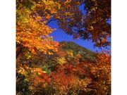 紅葉山公園の紅葉の写真1