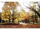 円山公園の紅葉の写真3