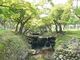 奈良公園の青もみじの写真2
