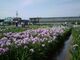 曽根城公園の花しょうぶの写真2