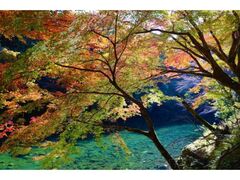 高雄の紅葉の写真1