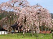 グッチーさんの泰雲寺のしだれ桜への投稿写真1