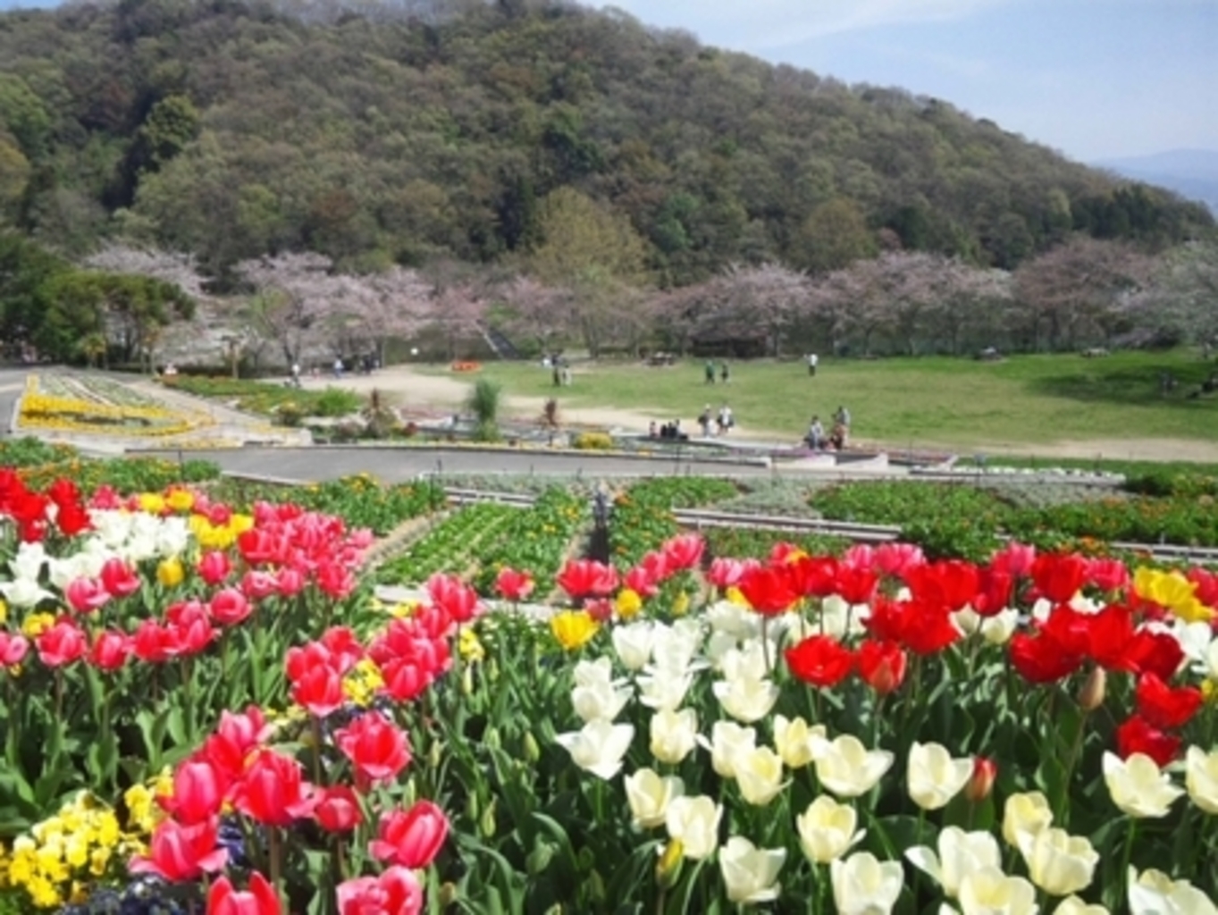 和歌山県植物公園緑花センター アクセス 営業時間 料金情報 じゃらんnet