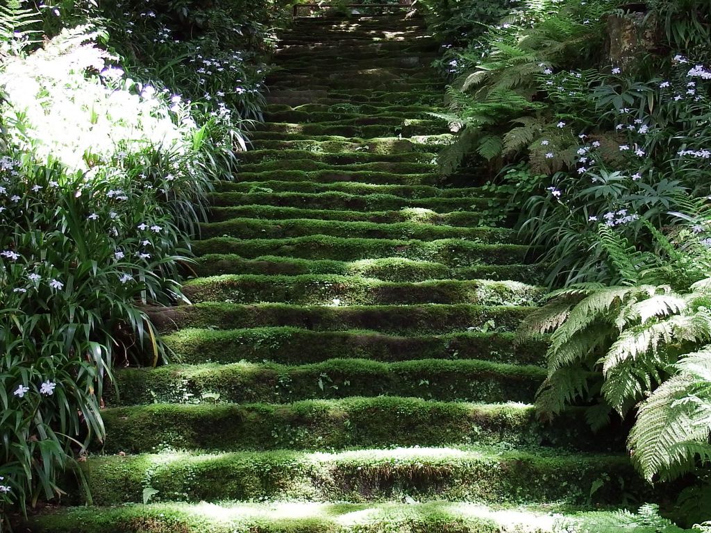 苔の階段 妙法寺 苔寺 の口コミ じゃらんnet