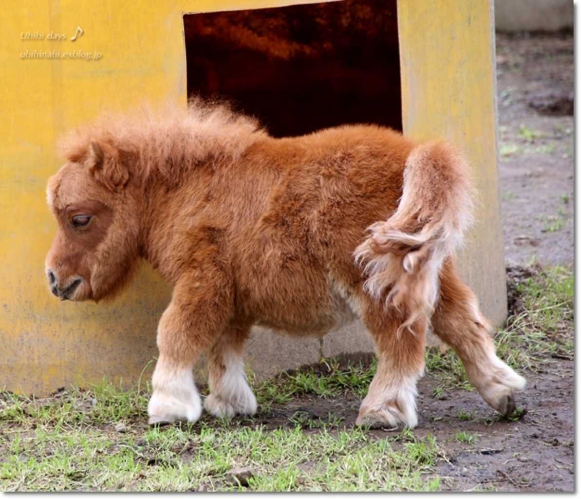 観光スポット 犬 の検索結果 じゃらんnet