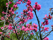 八重岳の桜並木の写真1