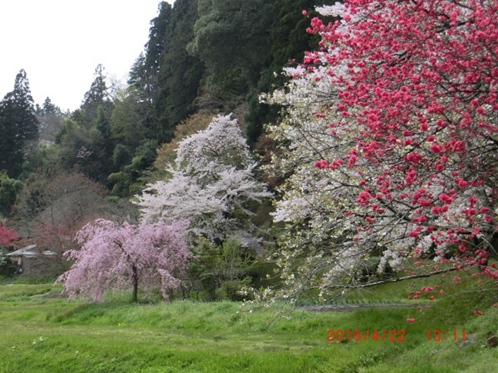 平泉 中尊寺の桜 中尊寺金色堂の口コミ じゃらんnet