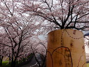 しどーさんの養老公園の桜への投稿写真1
