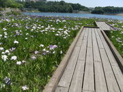 ibokororiさんの春日池公園への投稿写真1
