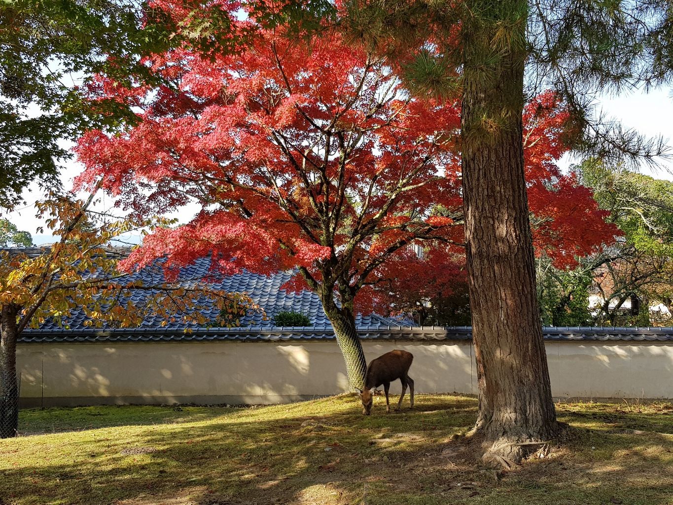 奈良公園