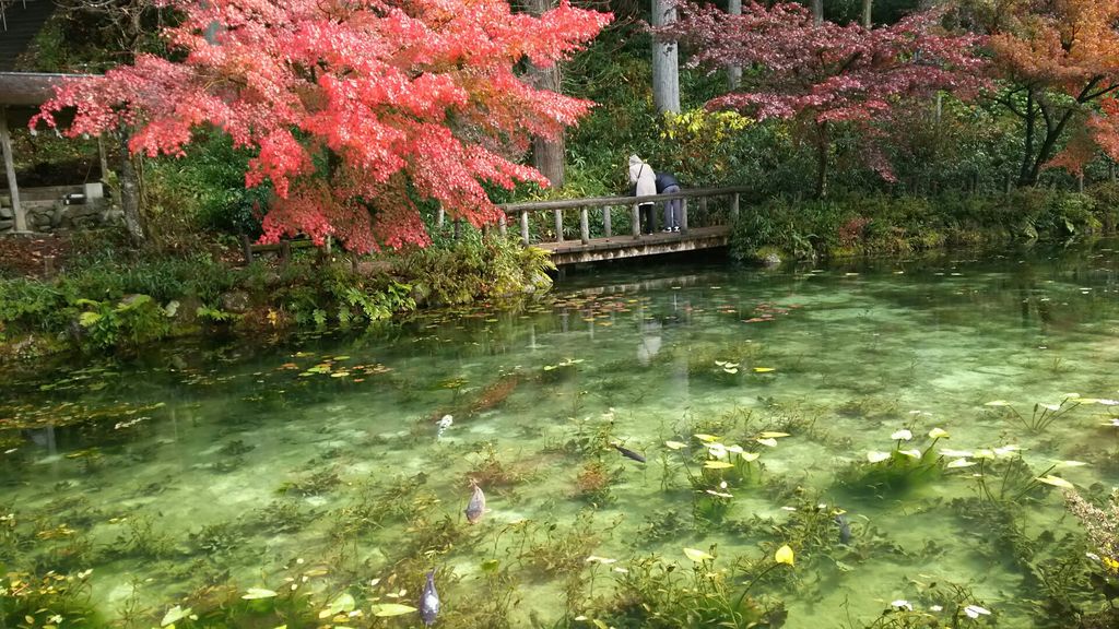 ちょっとがっかり モネの池 岐阜県の口コミ じゃらんnet