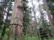 yosshyさんの羽黒山爺杉への投稿写真1