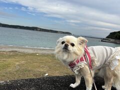 チビココさんの浦ノ浜への投稿写真1