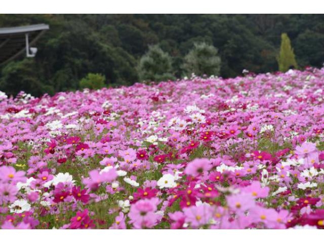 国営越後丘陵公園 コスモスまつり